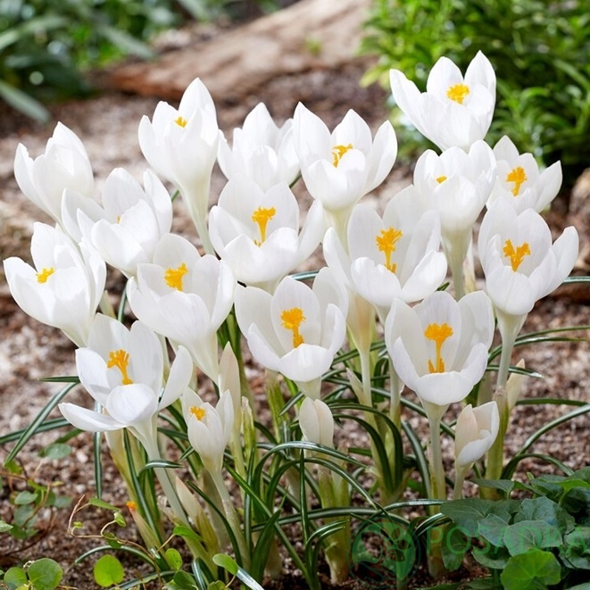 картинка Крокус Ivory Princess  картинка Крокус Ivory Princess