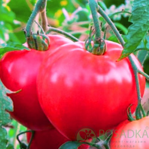 картинка Семена Томат Батяня 0.1гр, SeedEra 