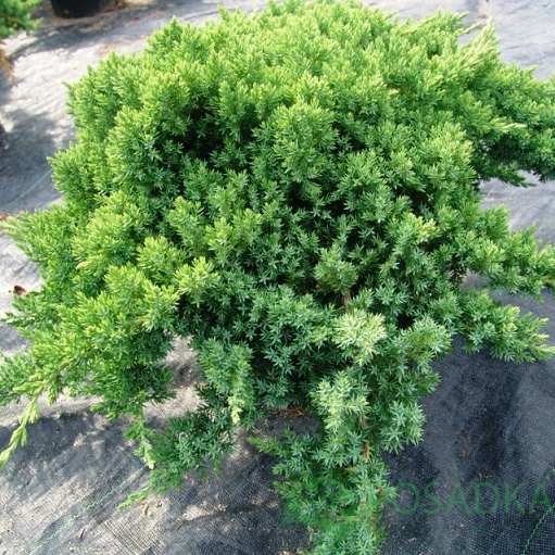 картинка Можжевельник Прокумбенс нана 