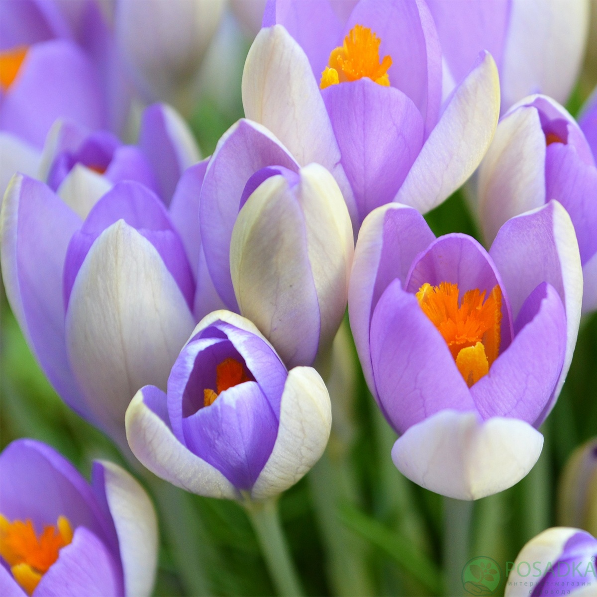 картинка Крокус Whale Shark 