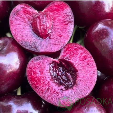 картинка Черешня Скина 