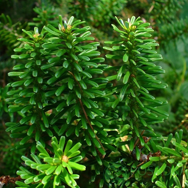 картинка Пихта корейская (Abies Koreana) 