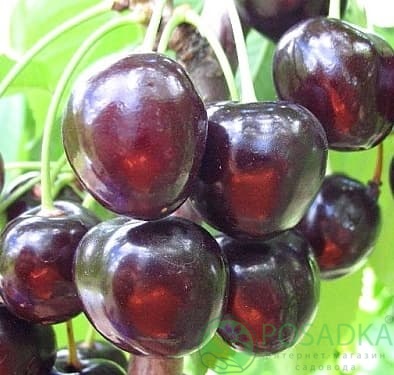 картинка Черешня Стар 