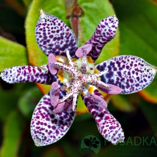 картинка Трициртис Formosana картинка Трициртис Formosana