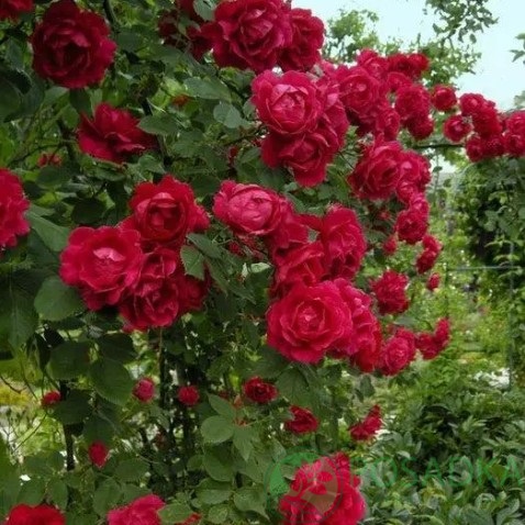 картинка Роза плетистая Найхеглют (Jazz) 