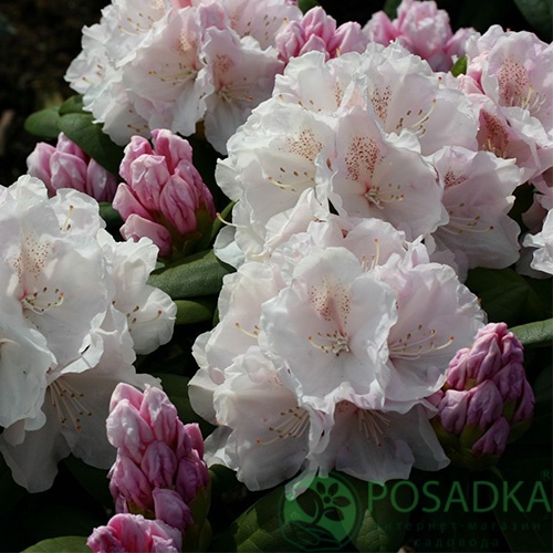 картинка Рододендрон Schneekrone C4 