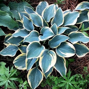 картинка Хоста Valley's Glacier 
