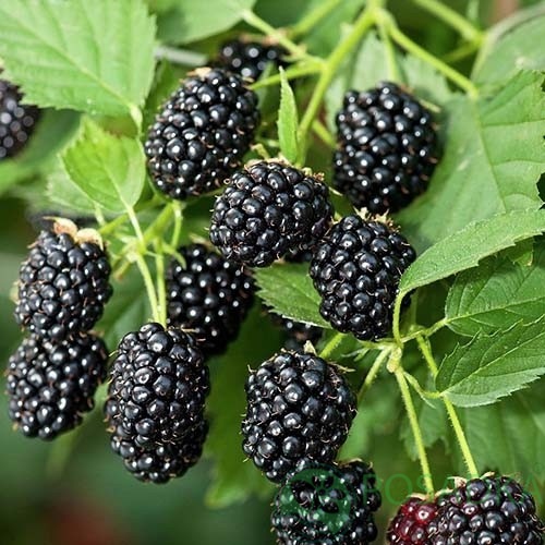 картинка Ежевика Блэк даймонд (Black Diamond) 2 года 