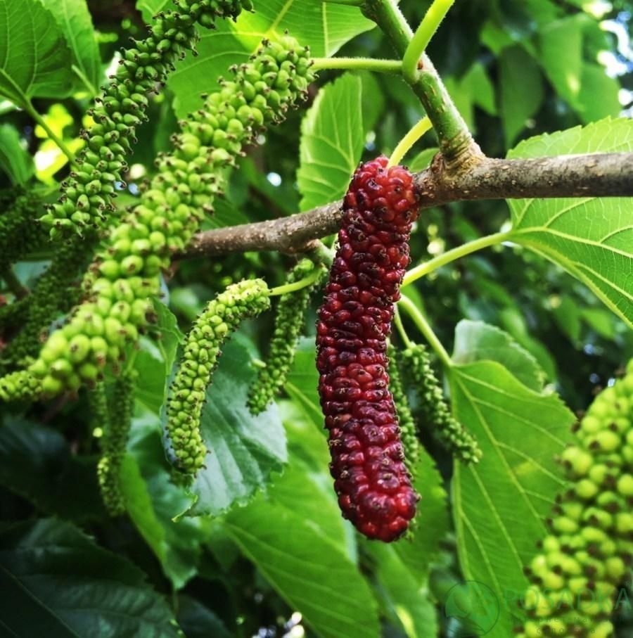 картинка Шелковица длинноплодная Пакистанская 