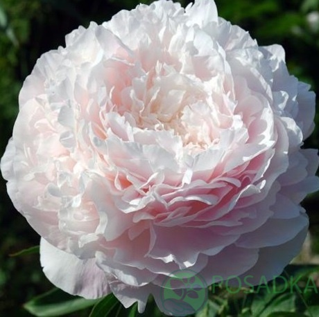 картинка Пион травянистый Florence Nicholls 