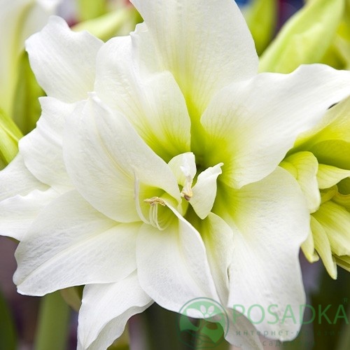 картинка Амариллис Ice Queen  картинка Амариллис Ice Queen