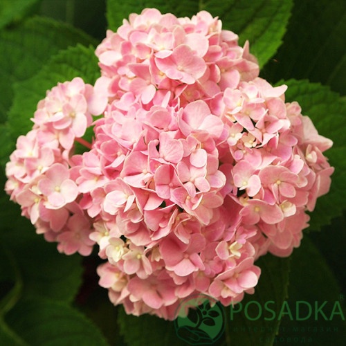 картинка Гортензия крупнолистная Silky Pink 