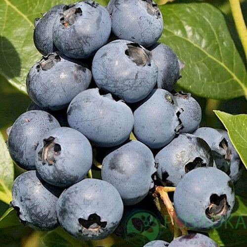 картинка Голубика 3 летняя Дарроу (контейнер С2)  картинка Голубика 3 летняя Дарроу (контейнер С2)