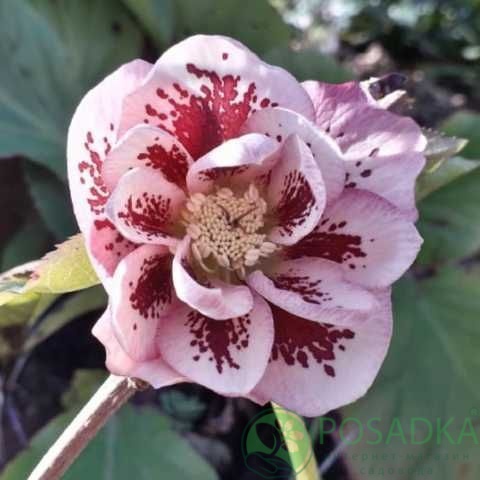 картинка Морозник Double Pink Spotted 