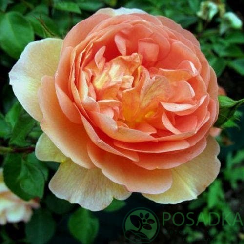 картинка Роза английская Пэт Остин С2 