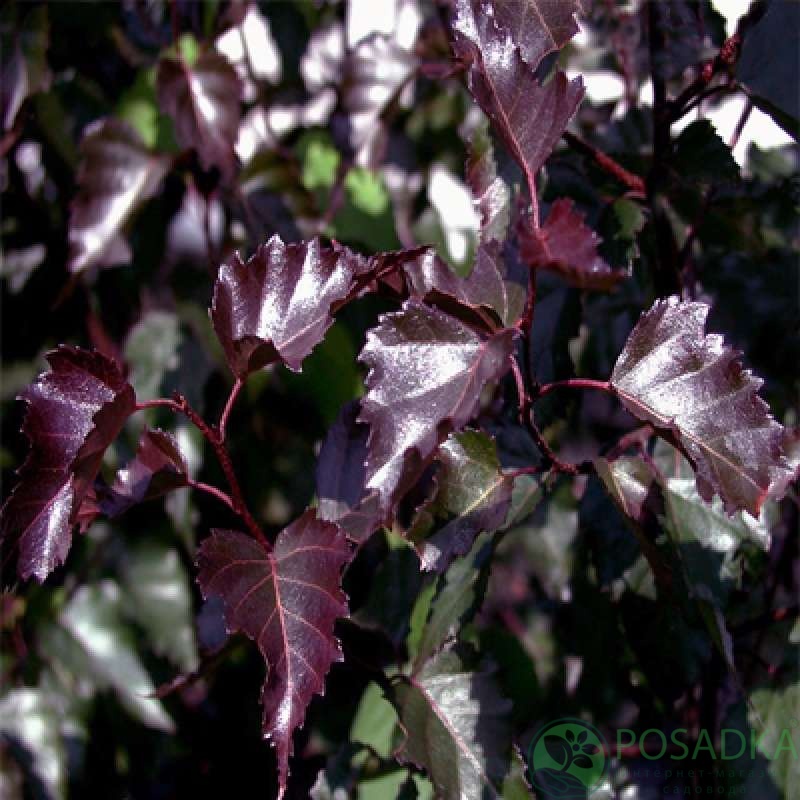 картинка Береза повислая Роял Фрост 