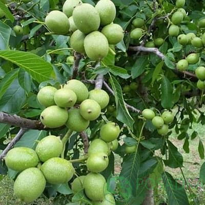 картинка Грецкий орех Иван Багряный (2 летний) 