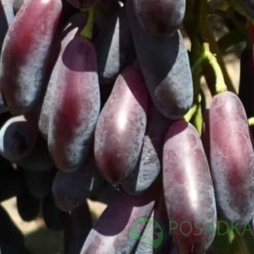 картинка Виноград кишмиш Яся 