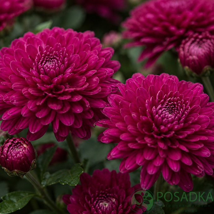 картинка Хризантема ампельная Skyfall Purple 