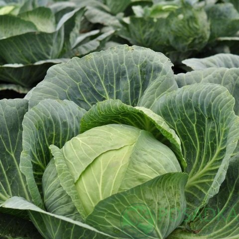 картинка Капуста белокочанная Брунсвицкая семена 1 г, Seedera 