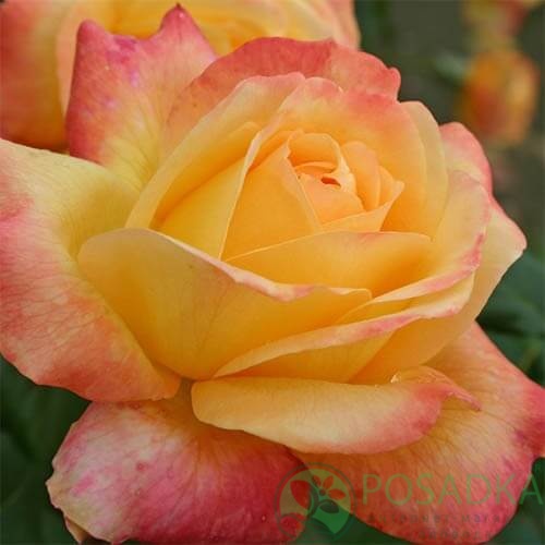 картинка Роза чайно-гибридная Шпильварк 