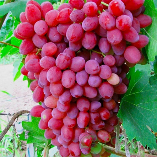 картинка Виноград кишмиш Красное пламя (Red Flame seedless) (контейнер) 