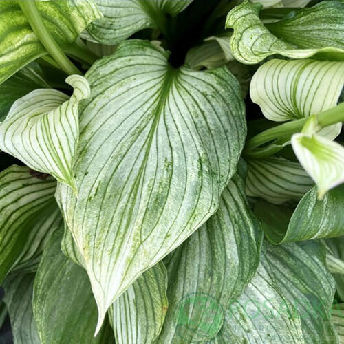 картинка Хоста Zebra Stripes 