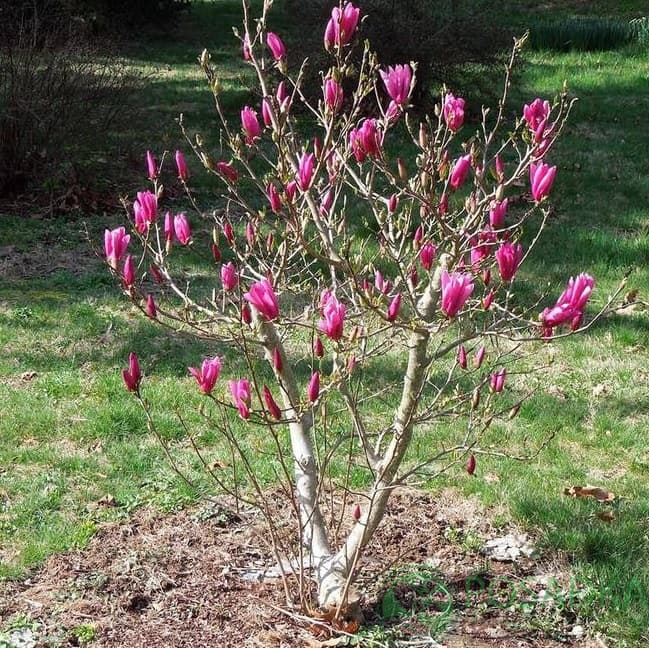 картинка Магнолия гибридная Бетти 