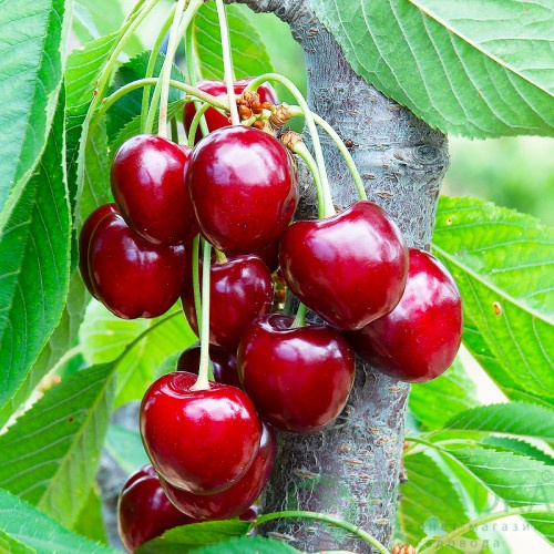 картинка Вишня Призвание 