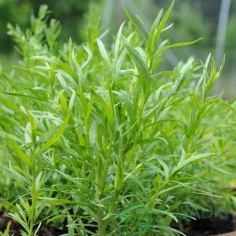 картинка Эстрагон (тархун) семена (0.1гр) 