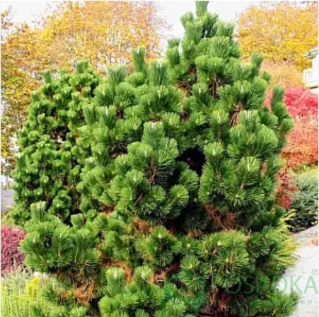 картинка Сосна Тунберга Сайонара (Pinus thunbergii 'Sayonara)  картинка Сосна Тунберга Сайонара (Pinus thunbergii 'Sayonara)