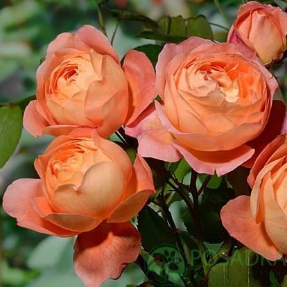 картинка Роза английская Пэт Остин С2 