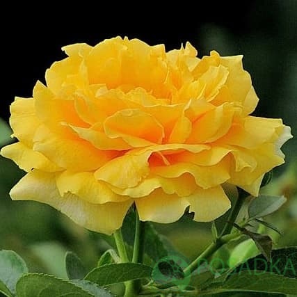 картинка Роза флорибунда Джулия Чайлд 