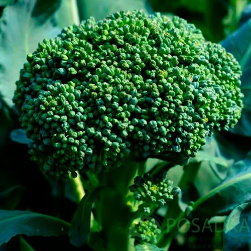 картинка Семена Капуста брокколи Цезарь 0.3 г, Seedera 