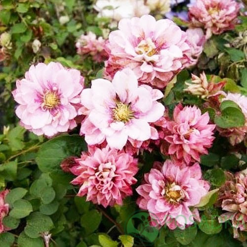 картинка Клематис Pink Passion 