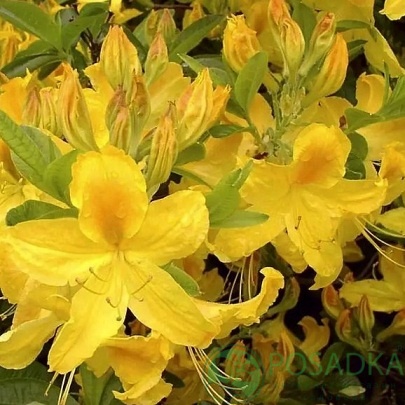 картинка Азалия Goldtopas 