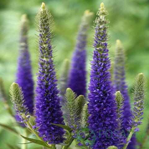 картинка Вероника колосковая Ulster Blue Dwarf 
