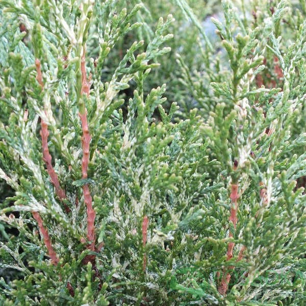 картинка Туя западная Вайт Смарагд 