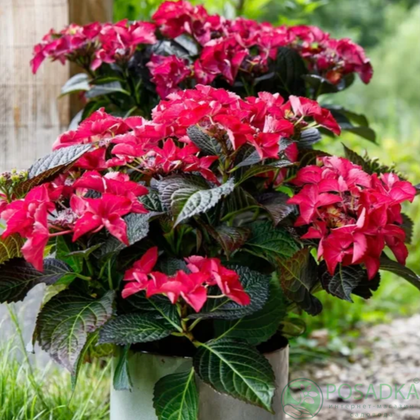 картинка Гортензия крупнолистная Black Diamond Teller After Midnight 