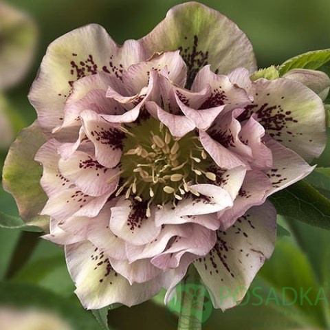картинка Морозник Double Ellen Pink 