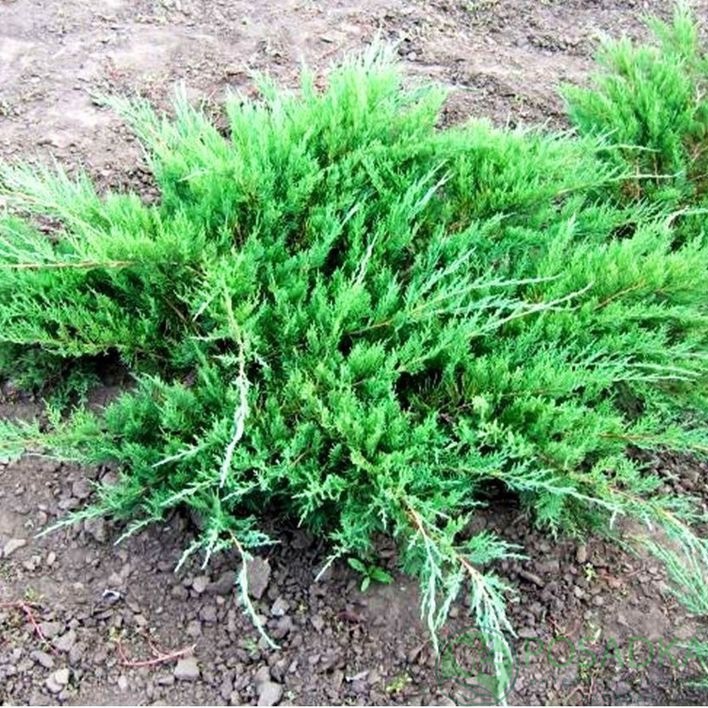 картинка Можжевельник казацкий Глаука 