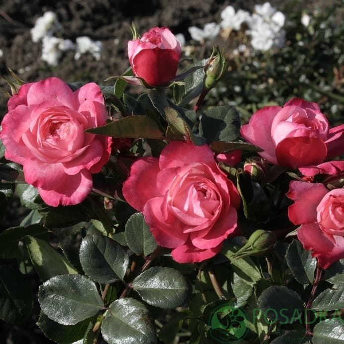 картинка Роза почвопокровная Lovely Lydia 