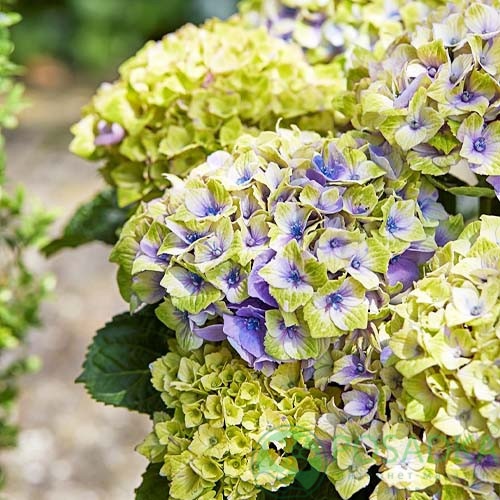 картинка Гортензия крупнолистная Magical Jewel blue 