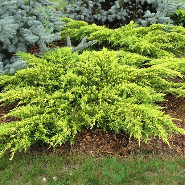 картинка Можжевельник средний Дабс Фростед 