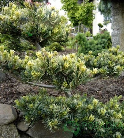 картинка Сосна мелкоцветковая Фукай 