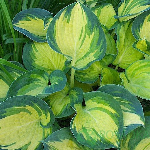 картинка Хоста Beach Boy 