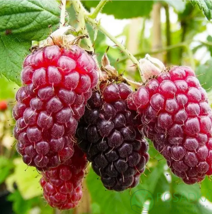 картинка Малина Носорог  картинка Малина Носорог