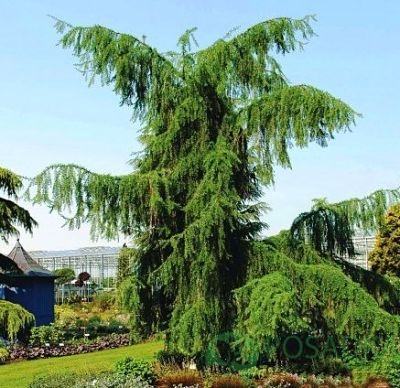картинка Лиственница Японская (Larix kaempferi) 