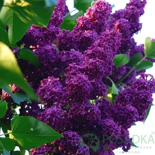 картинка Сирень Феномен 