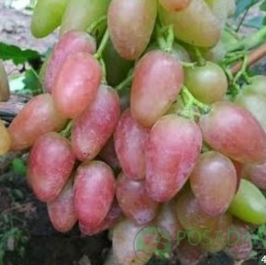 картинка Виноград Бонапарт 